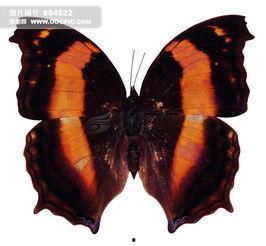 日韩蝴蝶照片高清图片视频,高清图鉴与视频赏析